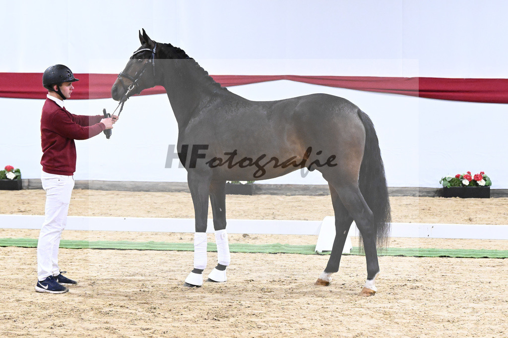 Kat-Nr. 5 v. Viva Gold_Blue Hors_63220119 | hf-fotografie - Realizzato con Pictrs.com