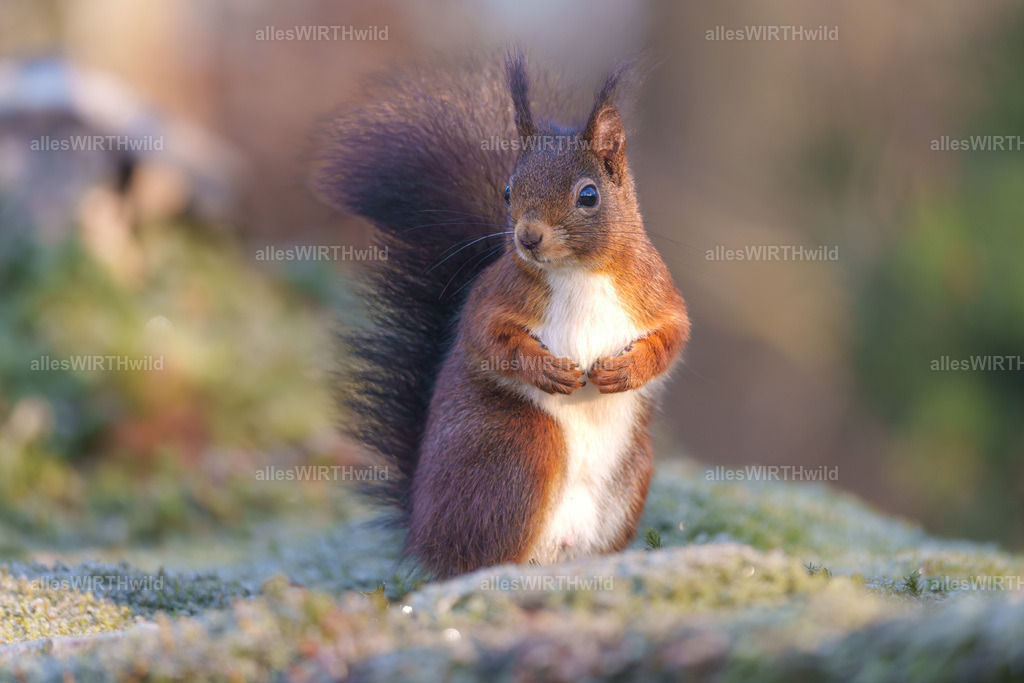 Daniel Wirth - www.allesWIRTHwild.de -7IV06342-Verbessert-RR | Entdecke die faszinierende Welt der Natur- und Wildlife-Fotografie von Daniel und Bärbel. Inspirierende Bilder von wilden Tieren und kleinen Naturwundern.