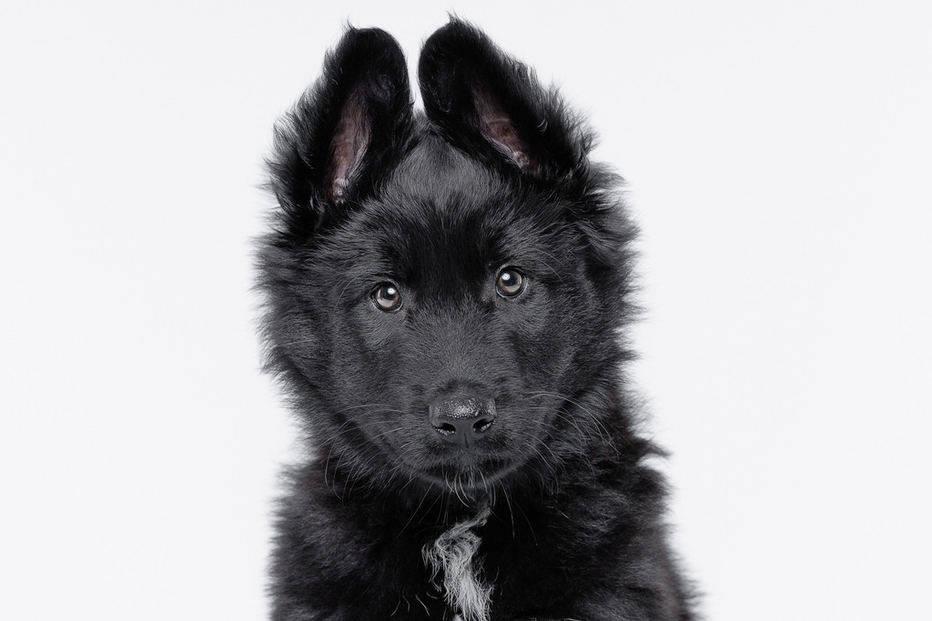 Welpen Hundeshooting | Welpen Fotografie und Hundeshooting, Bremen Blumenthal und um zu.