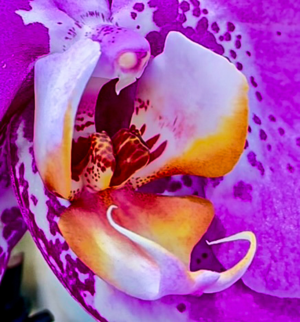 Wandbild Alien-Orchidee - Botanische Pareidolie - Der zweite Blick | Dieses außergewöhnliche Fine-Art-Wandbild zieht den Betrachter durch eine verblüffende optische Täuschung in seinen Bann. Die extreme Makroaufnahme zeigt das Herz einer Orchidee, das sich auf den zweiten Blick als faszinierendes, mystisches Gesicht offenbart. Dieses meisterhafte Zusammenspiel aus natürlicher Geometrie, tiefen Violetttönen und leuchtenden Gelb-Akzenten regt die Fantasie an und macht die Botanik zum puren Kunst-Rätsel. Fotograf Robert Steinke fängt diese spektakuläre Pareidolie in gestochen scharfe Premium-Qualität ein. Ein absolut progressiver Blickfang für moderne Wohnzimmer, stilvolle Schlafbereiche oder Design-Büros, die ein ausdrucksstarkes Kunstwerk mit Gesprächsstoff suchen. Perfekt als Kunstdruck auf Alu-Dibond oder unter brillantem Acrylglas. - Realisiert mit Pictrs.com