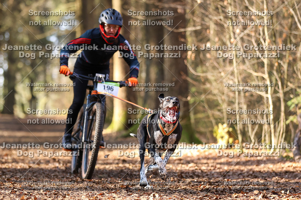 Dog Paparazzi - VCC26-937 | Dog Paparazzi Jeanette Grottendiek Fotografie & Videografie - Realisiert mit Pictrs.com