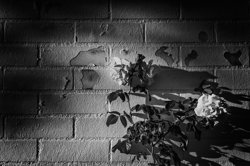 2024_09_26_HH-UNI+PLANTEN UN BLOMEN_MCP2564 sw | Hochwertig gedruckte Fotografien für die Wand, als Kalender und zum Verschenken. Hamburg & Norddeutschland und überall wo ich mit der Kamera unterwegs war.