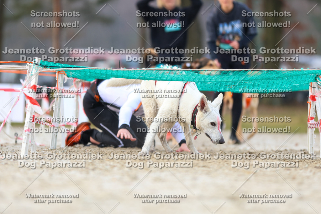 Dog Paparazzi - Strongdog North Mrz26-3784 | Dog Paparazzi Jeanette Grottendiek Fotografie & Videografie - Realisiert mit Pictrs.com