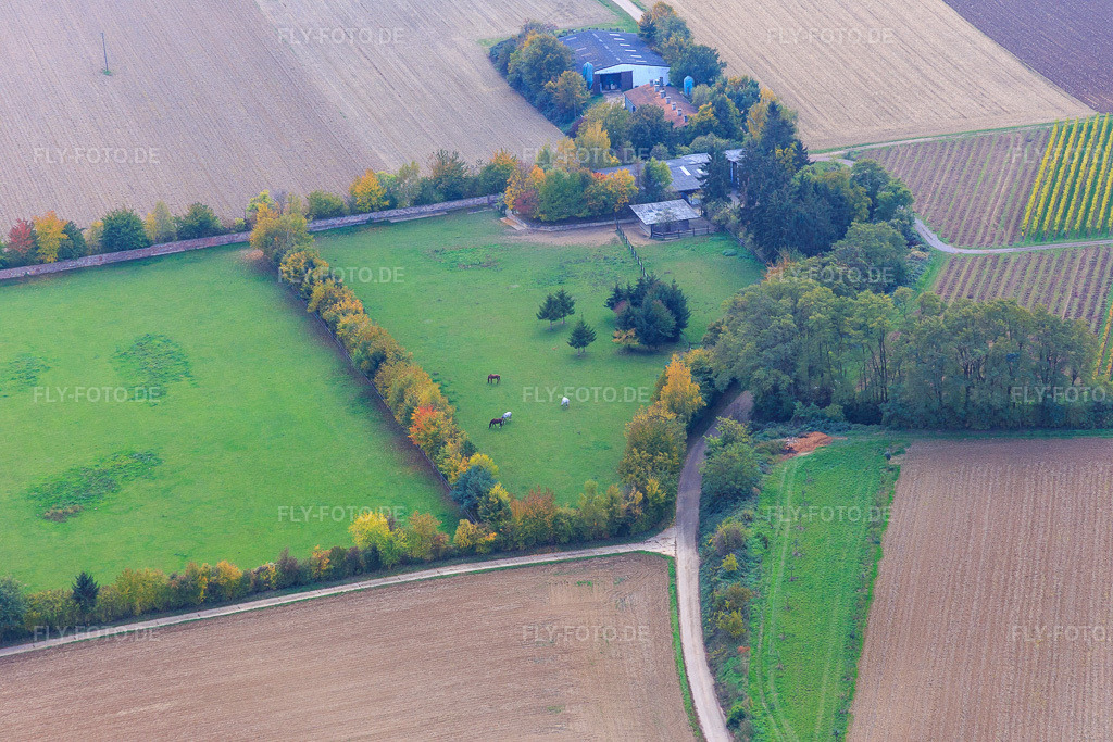 Luftbild: Koppel von Trakehner-Friedrich in Minfeld im Bundesland Rheinland-Pfalz in Deutschland. Foto: IMG_084555.jpg vom 23.10.2015 durch Werner Riehm/FLY-FOTO.de