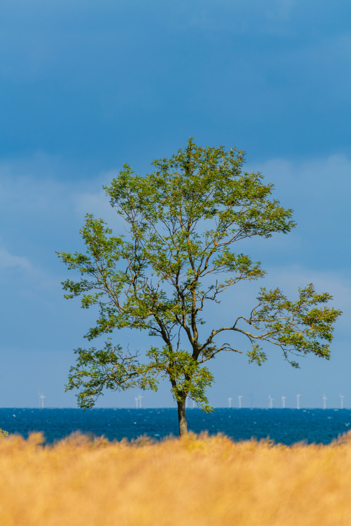 2025_07_09_FEHMARN-LEUCHTTURM+SCHMETTERLINGE_MCP8878 | Hochwertig gedruckte Fotografien für die Wand, als Kalender und zum Verschenken. Hamburg & Norddeutschland und überall wo ich mit der Kamera unterwegs war.