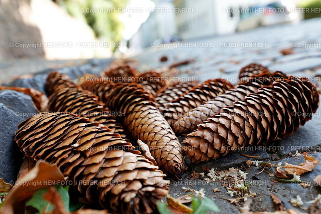 Darmstadt Impressionen | 20.09.2025 Leere braune Tannenzapfen im Rinnstein einer Straße mit Kopfsteinpflaster im Herbst (Foto: Peter Henrich) - Realisiert mit Pictrs.com
