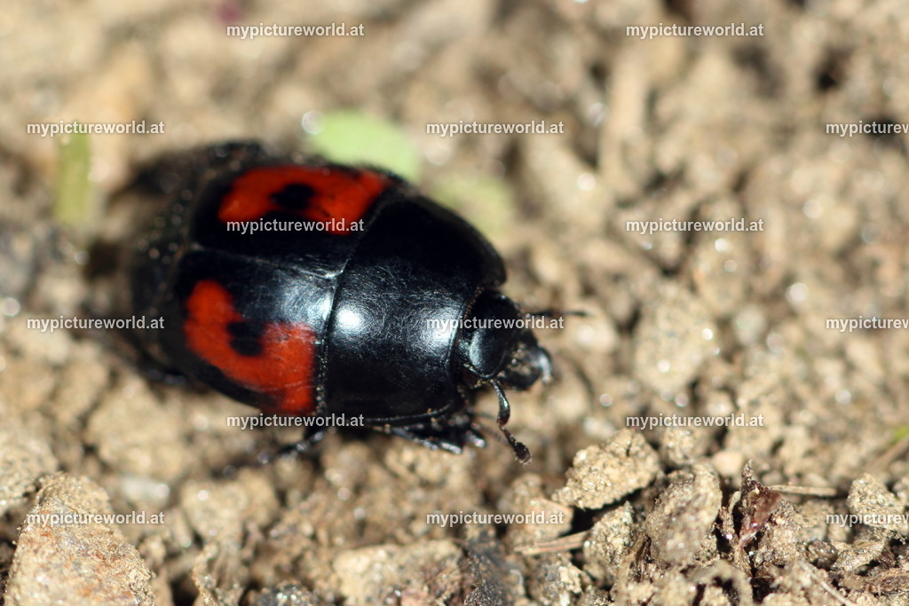 Hister quadrimaculatus-004 | Das Bilderarchiv über Tiere, Planzen und Landschaften. In der Bilddatenbank finden Sie ein große Auswahl an hochwertigen Bilder für Ihre Werbung - Realized with Pictrs.com