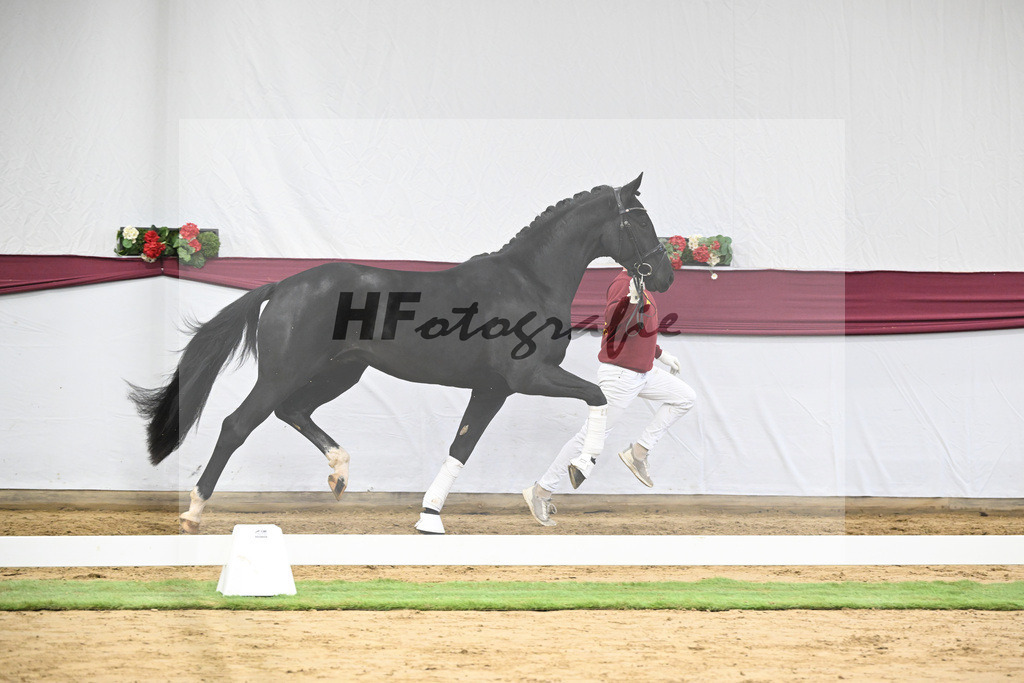 Kat-Nr. 55 Dream Royal x Fleury_Martina Breitner-Roetzer_47252044 | hf-fotografie - Realisiert mit Pictrs.com