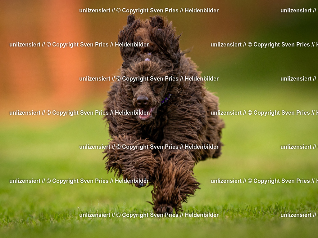 Sven Pries | 2024-09-22 - Hunderennen Baden-BadenPudelverein - Realisiert mit Pictrs.com