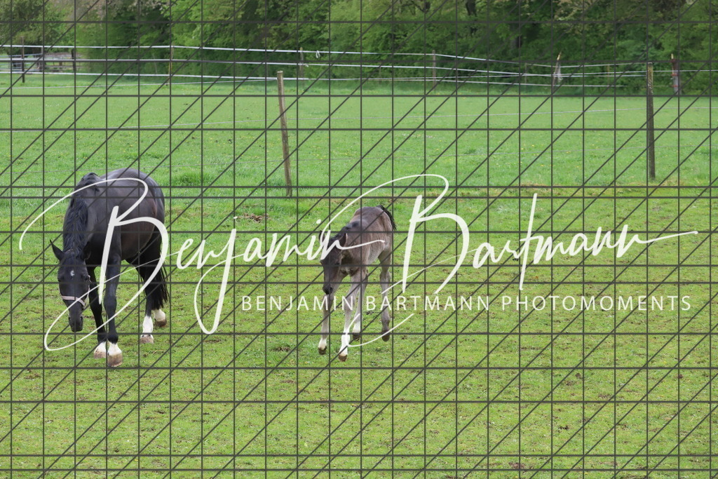 IMG_4301 | Benjamin Bartmann Photomoments