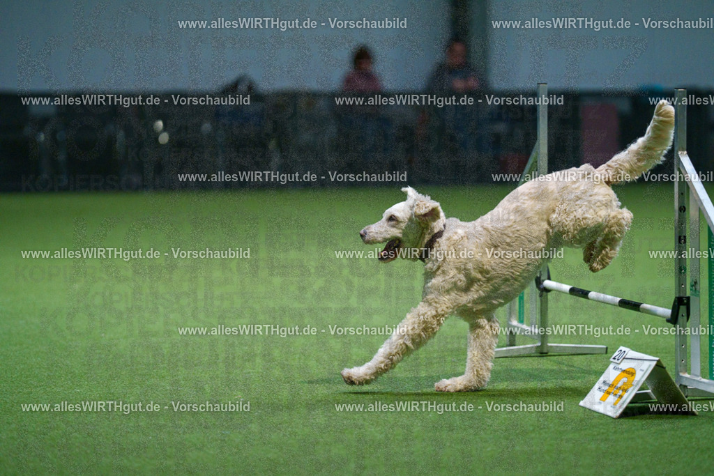 7R500793 | Professionelle Tierfotografie in Mönchengladbach von Daniel Wirth (allesWIRTHgut). Liebevolle & natürliche Bilder von Hunden & Katzen für unvergessliche Erinnerungen.