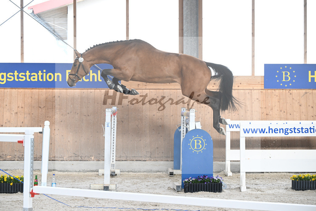 Kat-Nr. 92 C-Simba v. Camargo_Juenger GbR_5250602 | hf-fotografie - Realisiert mit Pictrs.com