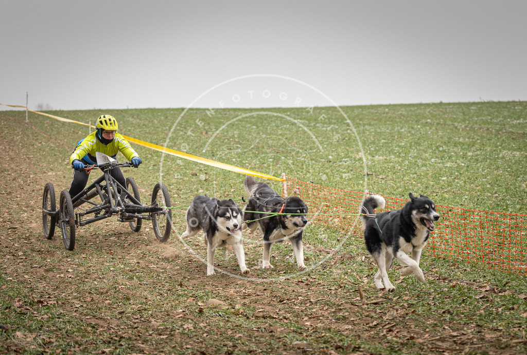 Pfotenfotografie_DV3A4655 | Hundefotografie, Tierfotograf, Pfotenfotografie, Fotoshooting Hund, Hunde Portrait, Hundesport, Hundeportraits, Heideshooting, Hunde, Sportfotograf, Hundefotograf, Turnierhundsport, THS,  - Realisiert mit Pictrs.com
