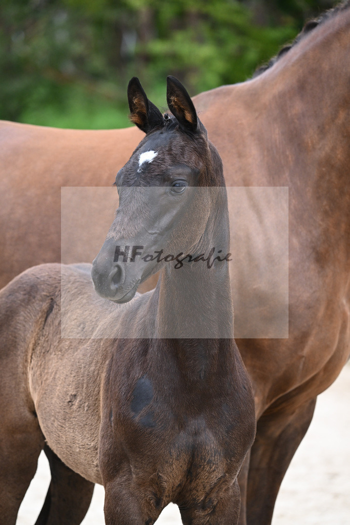 Kat-Nr. 24 SF V Plus_Rieger_25230465 | hf-fotografie - Realisiert mit Pictrs.com