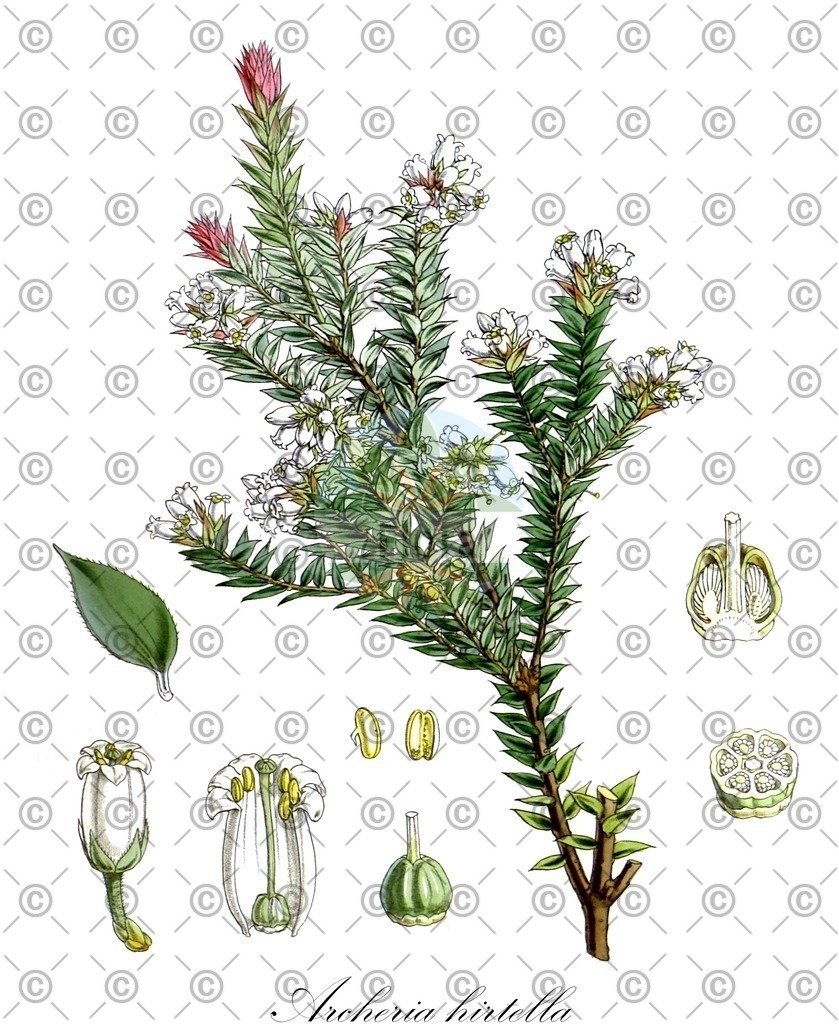 HistAbb_wfo-0000007759_1_ENZY_Simple | Historische Abbildung von Archeria hirtella - Ericaceae | Historical Illustration of Archeria hirtella - Ericaceae