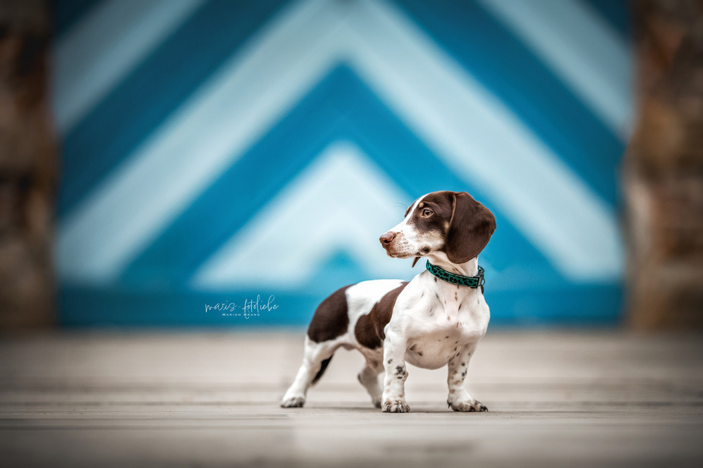 4M7A9636 | maris-fotoliebe - Realisiert mit Pictrs.com