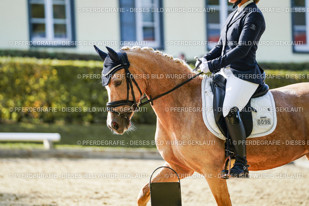 DSC05670 | Pferdegrafie