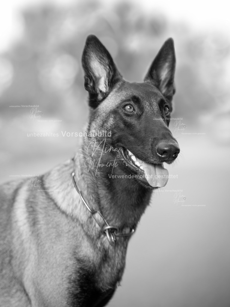 _16A0049-12-sw | Einzigartige Fotos von Hunden & Menschen –Actionfotos, Portraits, Vereinsaufnahmen & Paarshootings – authentisch, lebendig & mit Herz.