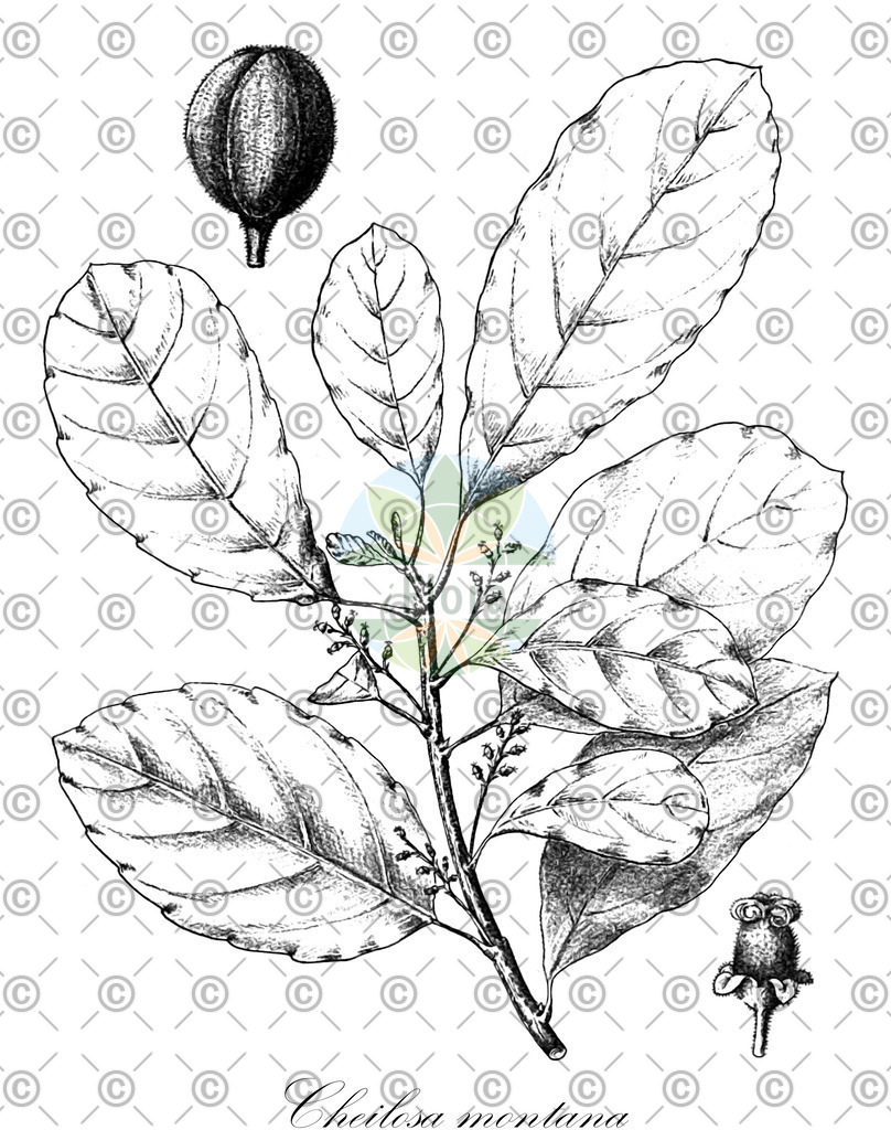 HistAbb_wfo-0000600116_1_ENZY_Simple | Historische Abbildung von Cheilosa montana - Euphorbiaceae | Historical Illustration of Cheilosa montana - Euphorbiaceae