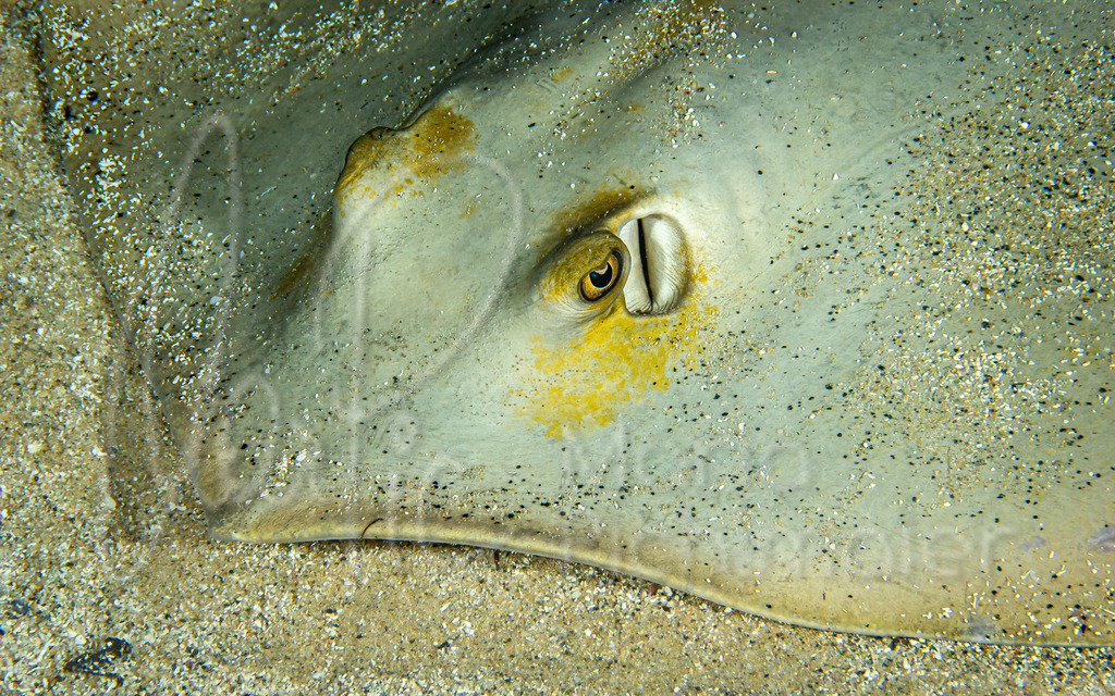 Dasyatis pastinaca | gewöhnlicher Stechrochen / Cast: Raya látigo común, chucho; Fr: Pastenague commun; Eng: Common stingray - Realisiert mit Pictrs.com