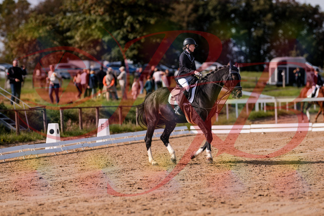 2026_10_03_Siefer-Hof_121555_Z81_17853926 | Professionelle Reitsport-, Turnier- und Eventfotografie von Robert Broda. Galerien mit ausgewählten und bearbeiteten Bildern direkt online ansehen und bestellen.