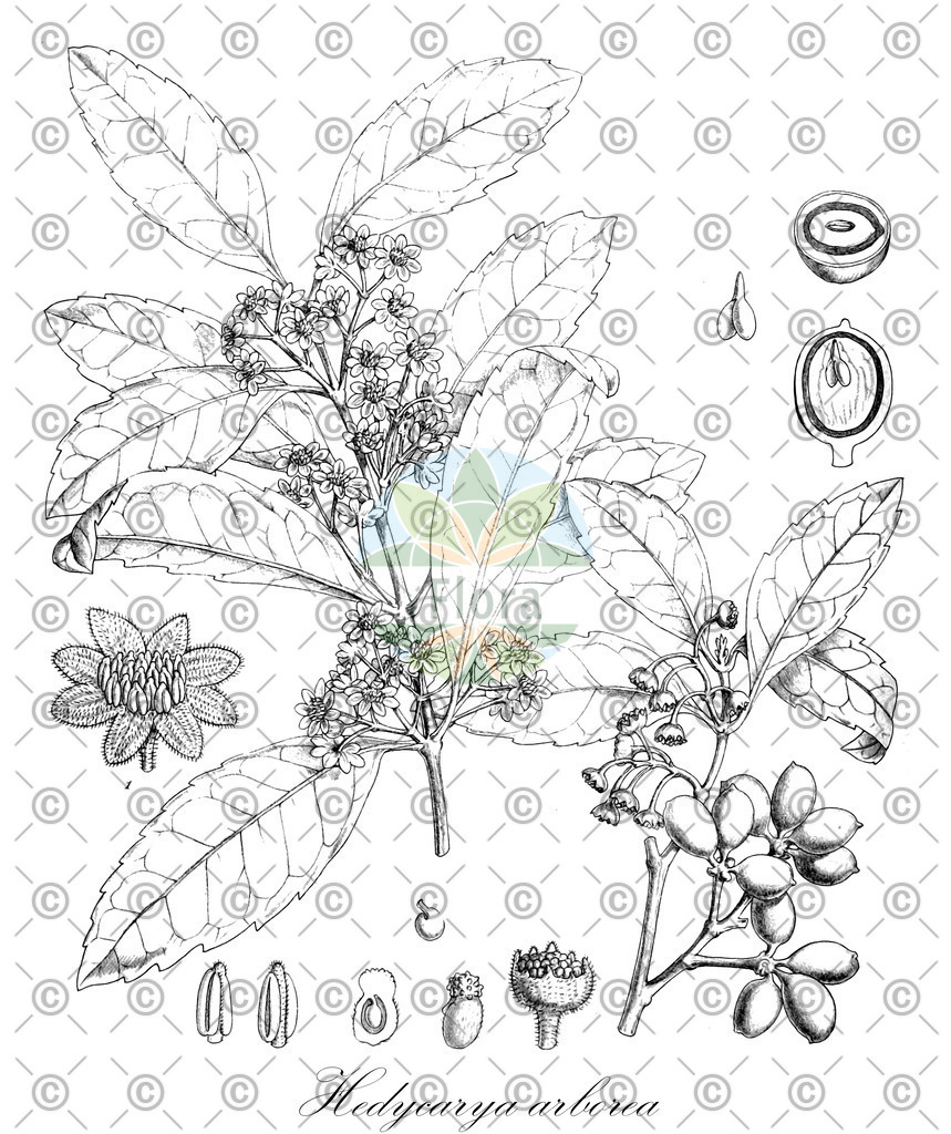 HistAbb_wfo-0000435787_1_ENZY_Simple | Historische Abbildung von Hedycarya arborea - Monimiaceae | Historical Illustration of Hedycarya arborea - Monimiaceae