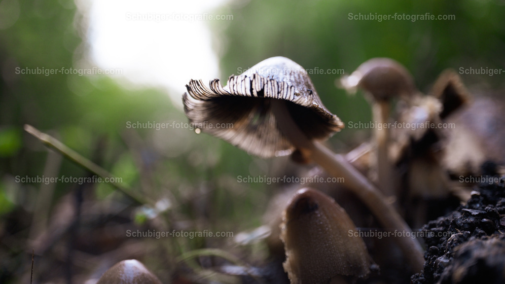 Tintling | Tintling - Realisiert mit Pictrs.com