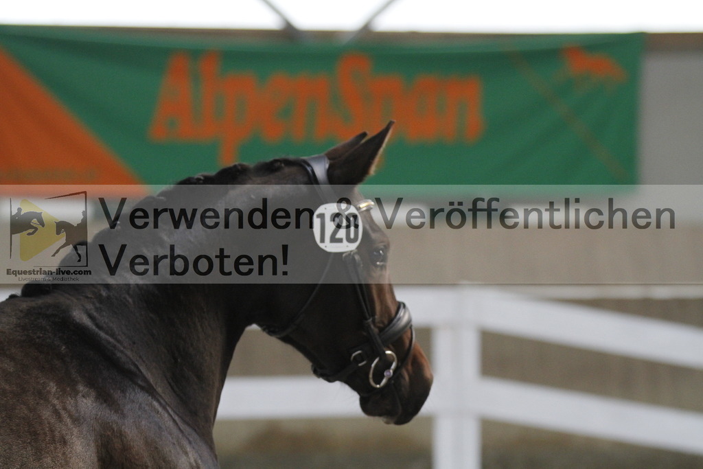 _MG_9419 | equestrian-live-com