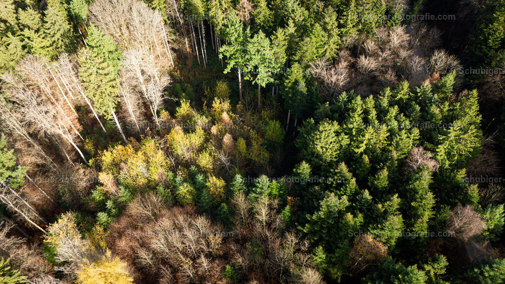 Herbswald | Herbstwald von Vogelperspektive - Realisiert mit Pictrs.com