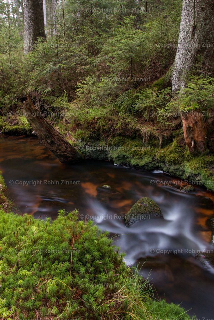 Naturpfad-17 | Robin Zinnert - Realisiert mit Pictrs.com