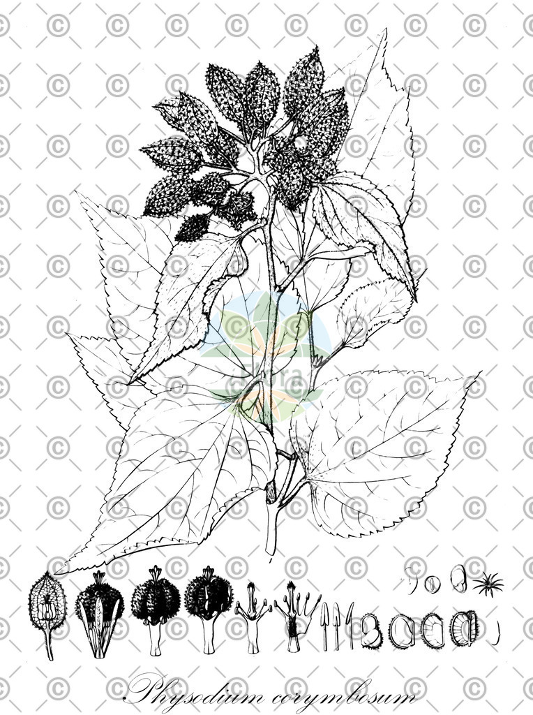 HistAbb_wfo-0001264539_1_ENZY_Simple | Historische Abbildung von Physodium corymbosum - Malvaceae | Historical Illustration of Physodium corymbosum - Malvaceae