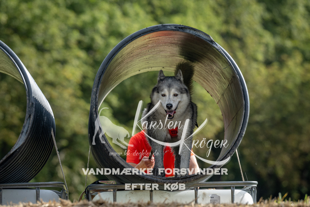 0936_ZZ90791 | kk-dogfotos