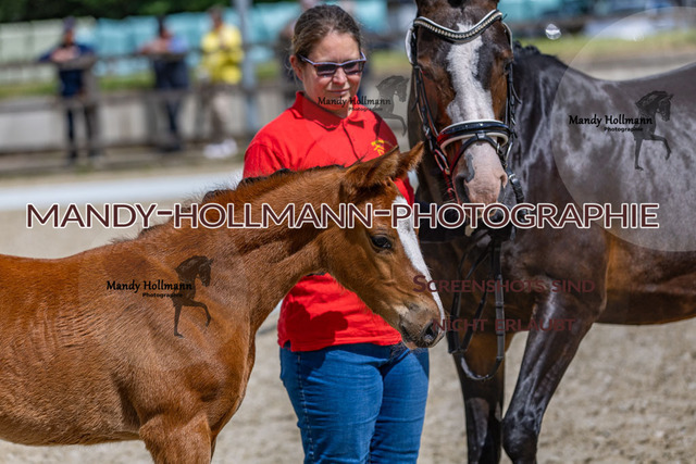 25-5 Fohlenschau Höven 1 (2335) | mandyhollmannphotographie