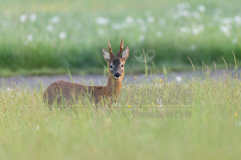 R6M39530_20260509 | Ein Rehbock steht in einem Feld mit hohem Gras und schaut direkt in die Kamera. Der Hintergrund ist unscharf und zeigt weitere grüne Wiesenflächen mit einigen weißen und gelben Blüten. - Realisiert mit Pictrs.com