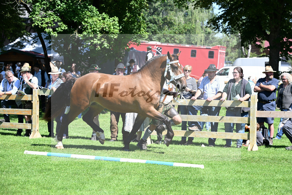 Kat-Nr. 27 Paulietta v. Rubino I_Eiler_22240455 | hf-fotografie - Realisiert mit Pictrs.com