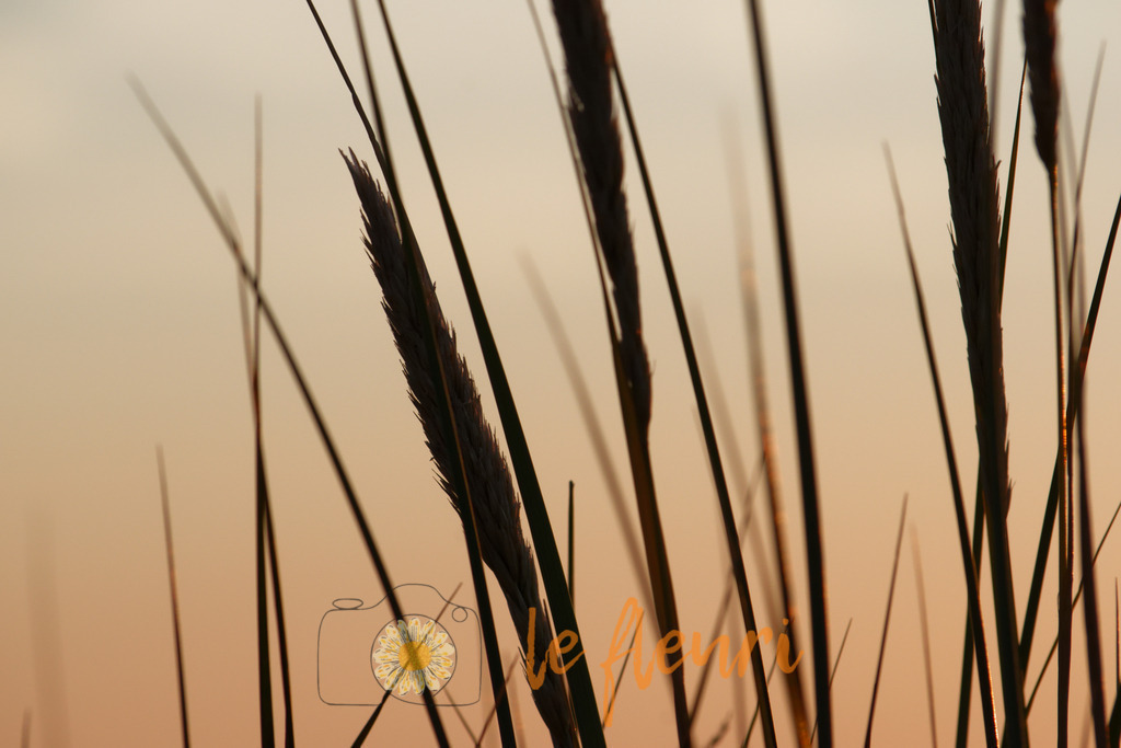 DSC_0184-NEF_DxO_HQ | Dies ist der Shop von Florian Blum - le fleuri. Langenthal, Bern, Schweiz. Sie können hier meine oder ihre eigenen Fotos als Fotoprodukte kaufen. Tassen, Schlüsselanhänger, Taschen etc. können Sie hier gestalten.  - Realisiert mit Pictrs.com