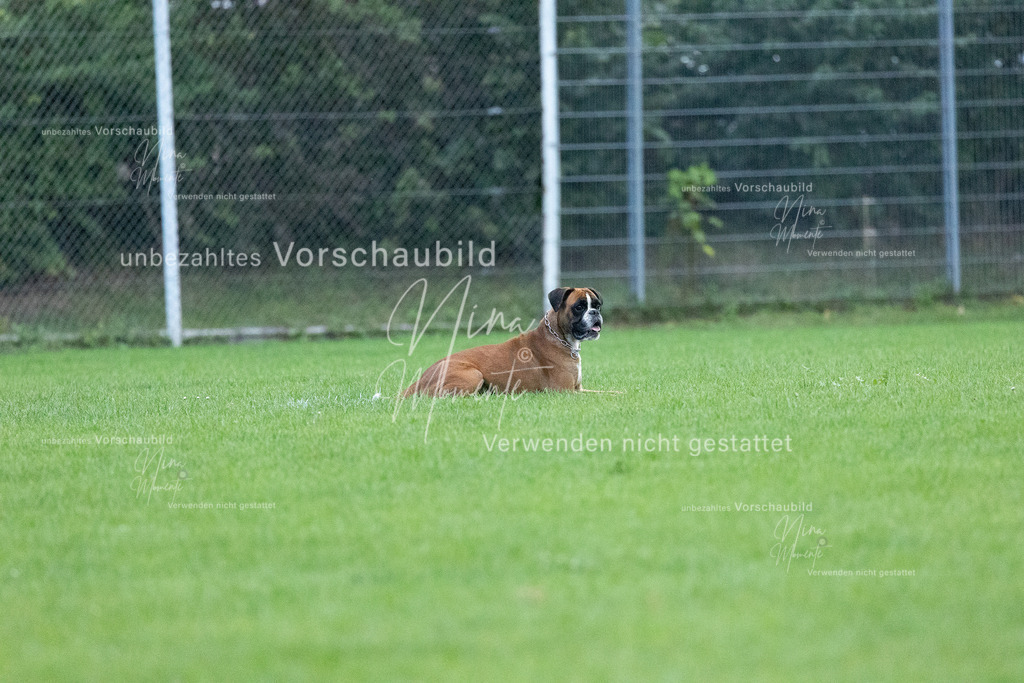 _16A4732 | Einzigartige Fotos von Hunden & Menschen –Actionfotos, Portraits, Vereinsaufnahmen & Paarshootings – authentisch, lebendig & mit Herz.