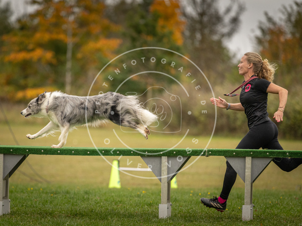 Pfotenfotografie_DV3A7189 | Hundefotografie, Tierfotograf, Pfotenfotografie, Fotoshooting Hund, Hunde Portrait, Hundesport, Hundeportraits, Heideshooting, Hunde, Sportfotograf, Hundefotograf, Turnierhundsport, THS,  - Realisiert mit Pictrs.com