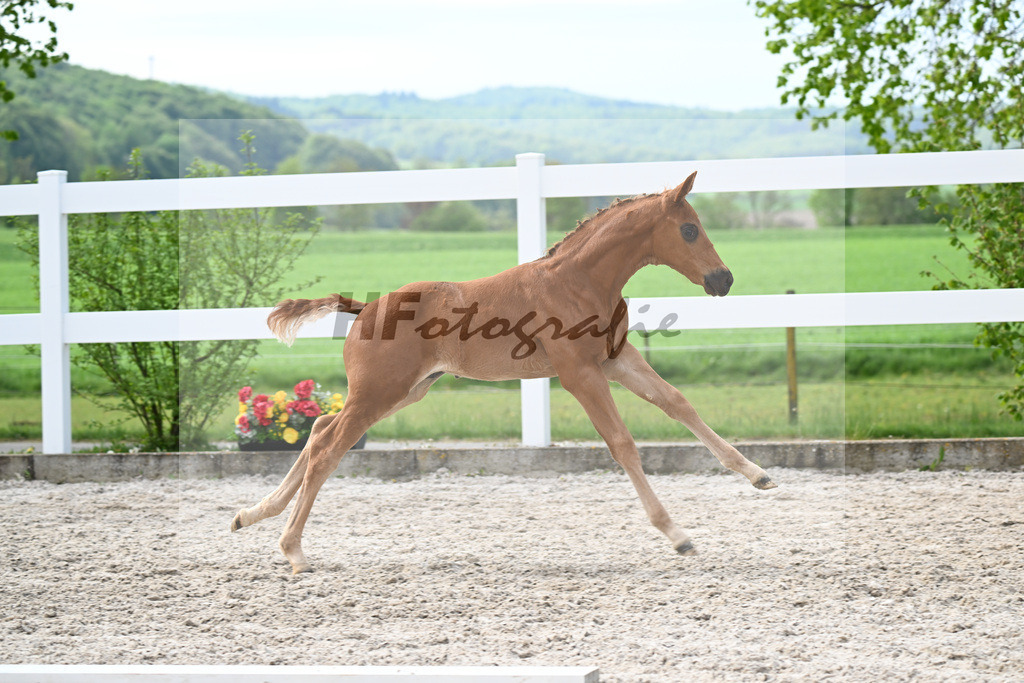 Kat-Nr. 5 HF Von Und Zu x Escamillo_von Unger_23260155 | hf-fotografie - Realisiert mit Pictrs.com