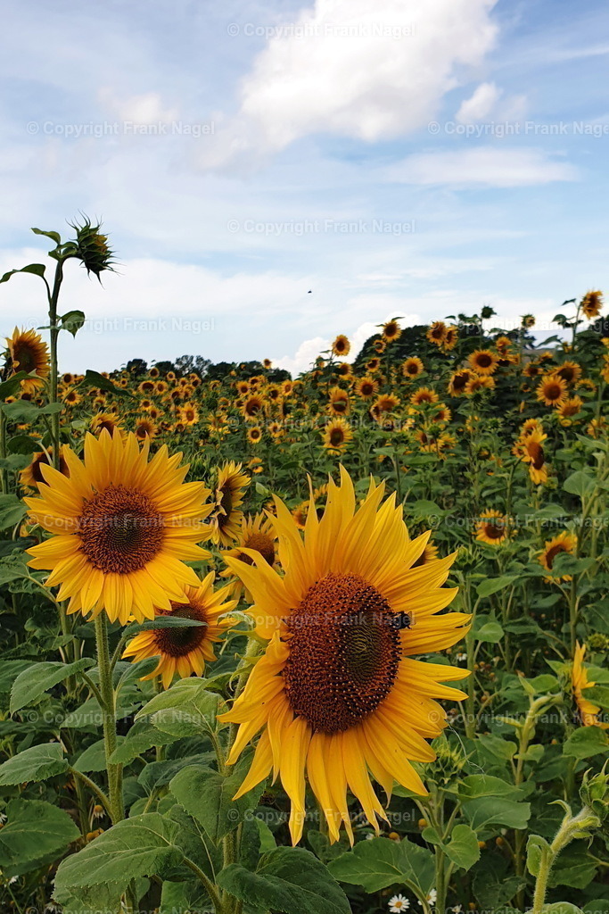 Sonnenblumenfeld | Sonnenblumen  werden vermehrt auf Rügen angebaut teils als Zwischenfrucht oder zur Produktion von Sonnenblumenöl. Sie sind ein beliebtes Fotomotiv - Realisiert mit Pictrs.com