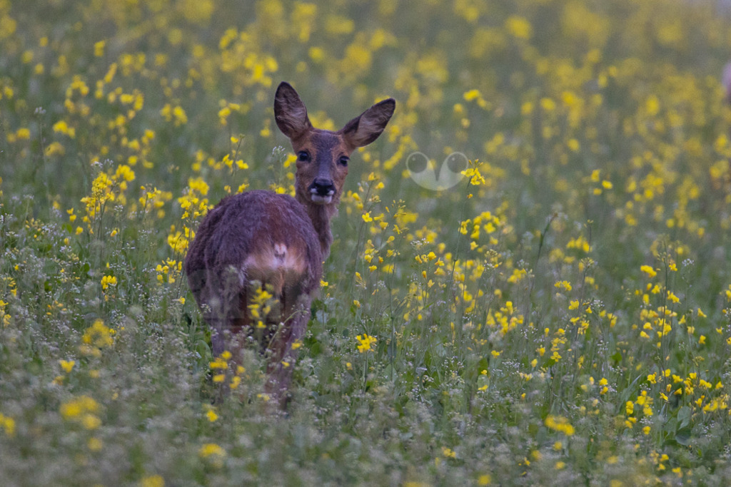 20220507195125-2 | Der Bildershop von www.natur-focus.de bietet ihnen den einfachen Kauf von Bildmaterial per Download aus allen Bereichen der Natur. In den Galerien finden sie Landschaftsfotos, Tierbilder und natürlich auf Pflanzenfotos. - Realisiert mit Pictrs.com