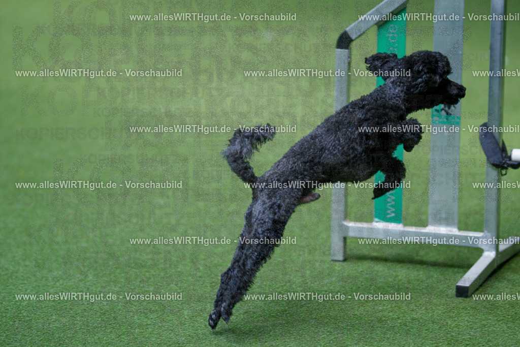 @allesWIRTHgut_Tierfotografie - www.allesWIRTHgut.de - 2604261333-7R502137 | Professionelle Tierfotografie in Mönchengladbach von Daniel Wirth (allesWIRTHgut). Liebevolle & natürliche Bilder von Hunden & Katzen für unvergessliche Erinnerungen.
