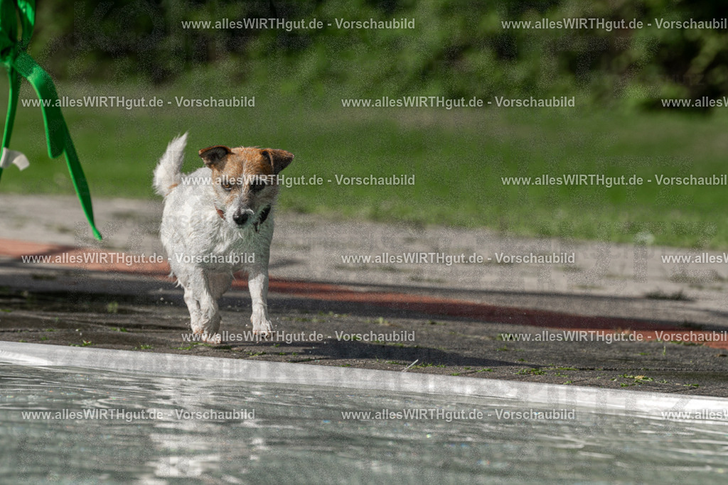 Hundeschwimmen_Volksbad_2026-allesWIRTHgut_Tierfotografie-2609061528-FAY07236 | Professionelle Tierfotografie in Mönchengladbach von Daniel Wirth (allesWIRTHgut). Liebevolle & natürliche Bilder von Hunden & Katzen für unvergessliche Erinnerungen.