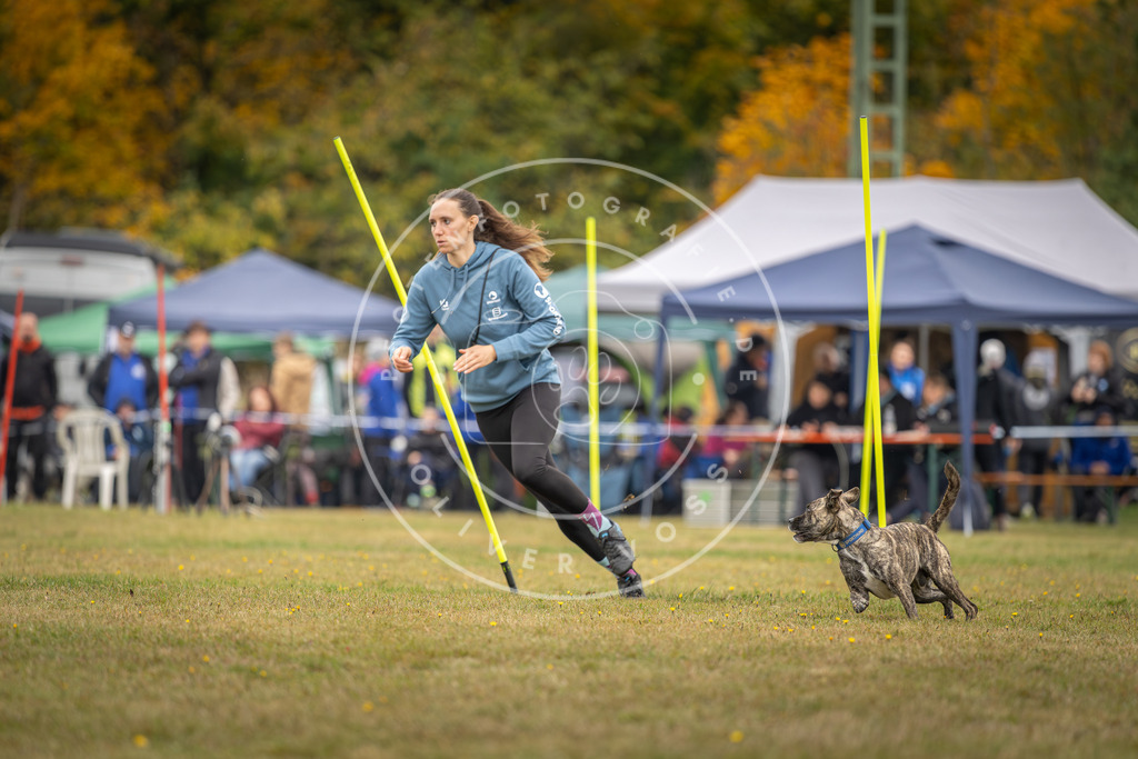 Pfotenfotografie_DV3A3473 | Hundefotografie, Tierfotograf, Pfotenfotografie, Fotoshooting Hund, Hunde Portrait, Hundesport, Hundeportraits, Heideshooting, Hunde, Sportfotograf, Hundefotograf, Turnierhundsport, THS,  - Realisiert mit Pictrs.com