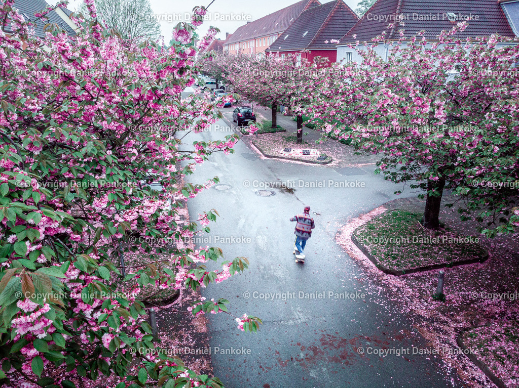 Skate Kirschblumen (5 von 5) | dp-photography - Realisiert mit Pictrs.com