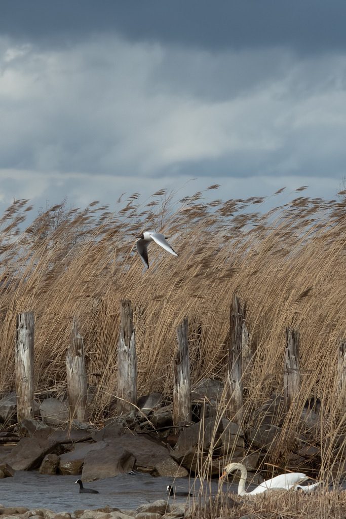 2023_03_14 A7400081 | bridgeman - Realisiert mit Pictrs.com