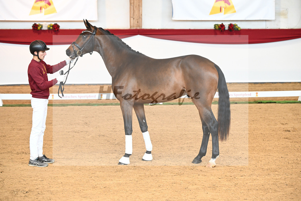 Kat-Nr. 6 Bon Joker x Fuerst Fohlenhof_Koch_43230135 | hf-fotografie - Realisiert mit Pictrs.com