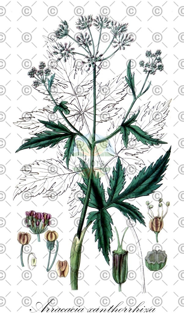 HistAbb_EMP_7712285_SRC_Schlechtendal_FLORAD_SIMPLE | Historische Abbildung von Arracacia xanthorrhiza - Apiaceae | Historical Illustration of Arracacia xanthorrhiza - Apiaceae
