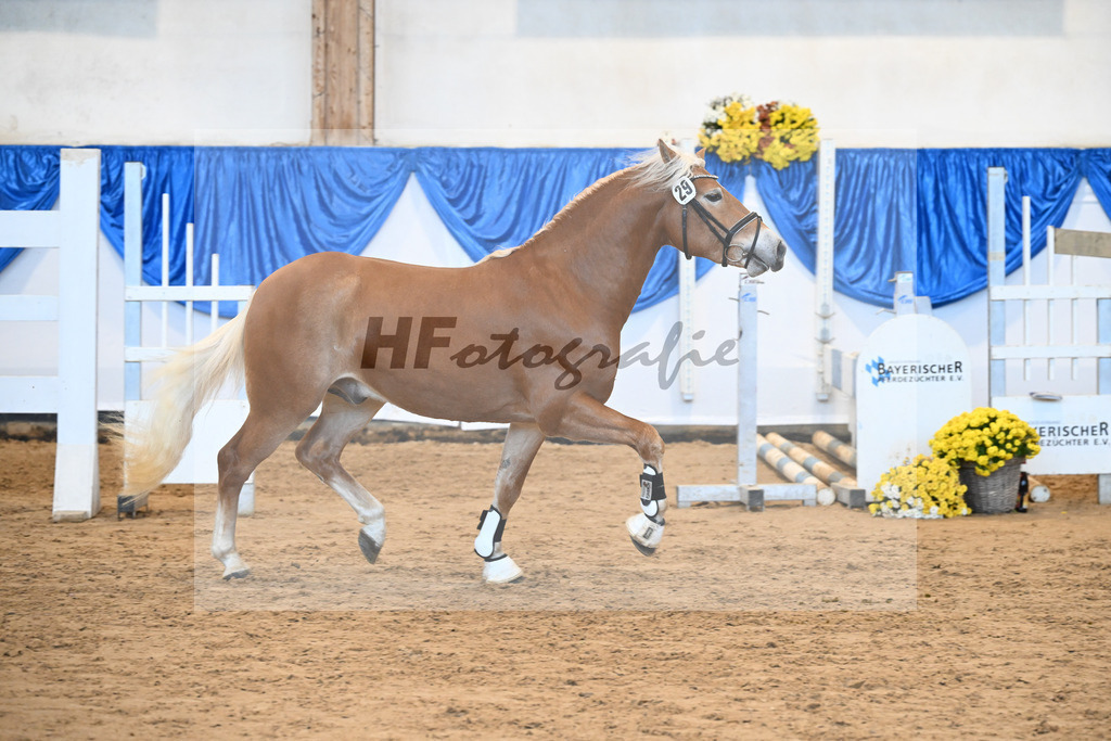 Kat-Nr. 29 nn v. Nio_Carreno-Erdmann_48250650 | hf-fotografie - Realisiert mit Pictrs.com