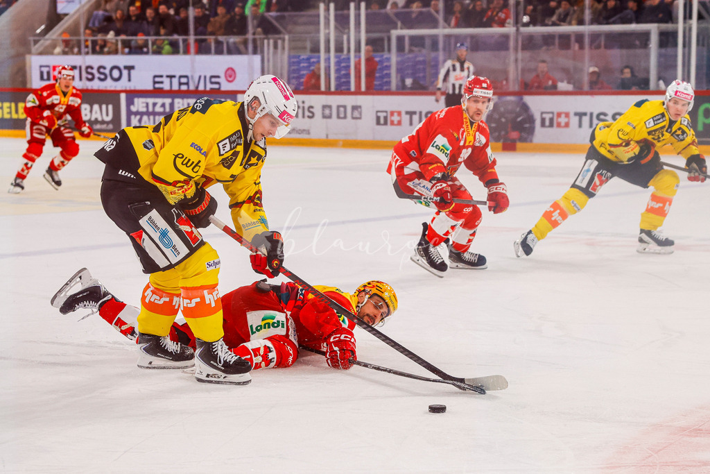 EHCB vs SCB 20260110_wb-3299 | Sportbilder, Sportfotograf, Hochzeits- und Eventfotografin, Flugshows, Portraits und Tiershooting, Aviation, Downhill, Nationalleague, Swissleague, International